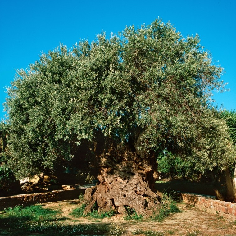Cây Oliu cổ ở Crete - HY LẠP